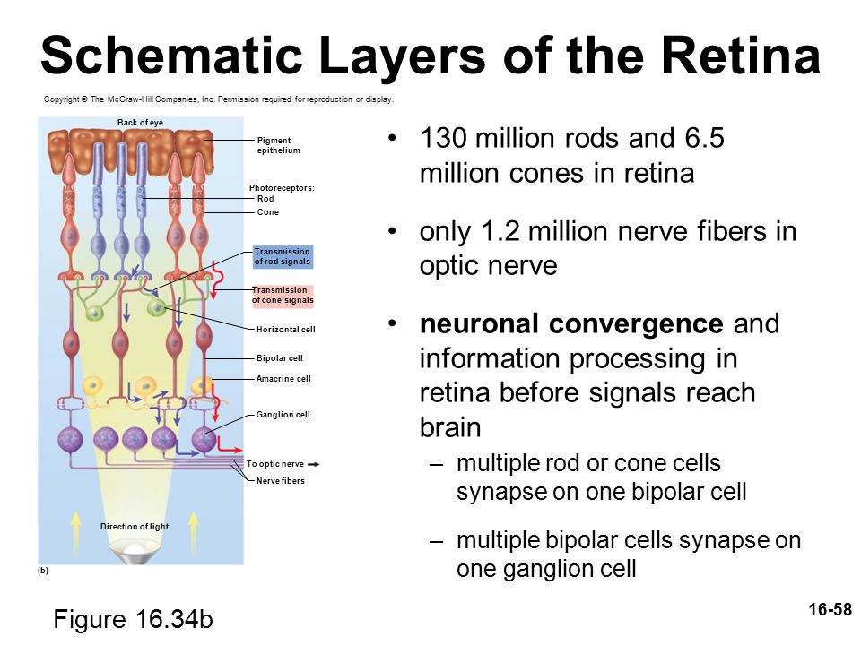 functional architecture of the mammalian retina display